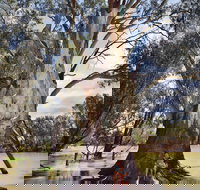 The Big Tree - Newcastle Accommodation