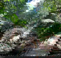 Wirrawilla Rainforest Walk - New Castle Tourism