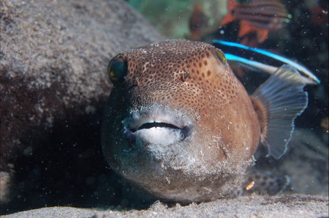 Amity Point Dive Site - New Castle Tourism 0