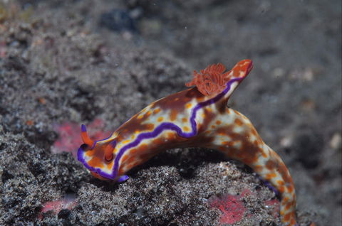 Amity Point Dive Site - New Castle Tourism 1