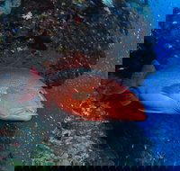 Anchor Bommie Dive Site - Newcastle Accommodation