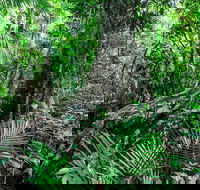 Djiru National Park - New Castle Tourism