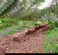 Forest Walking Track Gibraltar Range National Park