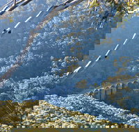 Forest Walk to Sublime Point Track