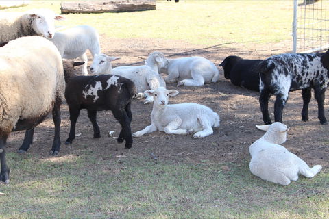 Haigslea EWE Nique Hobby Farm - New Castle Tourism 1