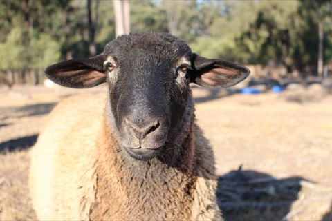 Haigslea EWE Nique Hobby Farm - New Castle Tourism 2
