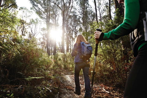 Kinglake National Park - New Castle Tourism 0
