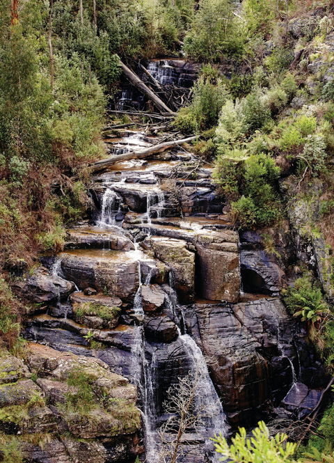 Kinglake National Park - New Castle Tourism 1