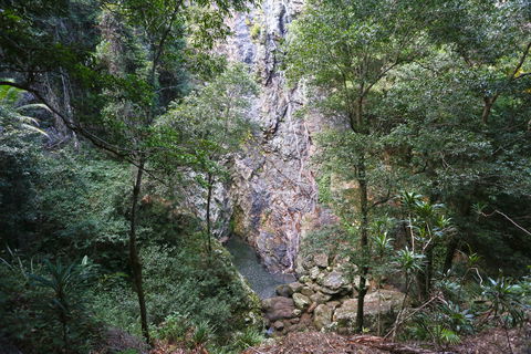 Kondalilla Falls Circuit, Kondalilla National Park - New Castle Tourism 0