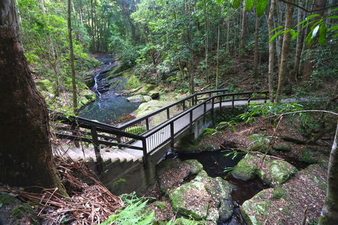 Kondalilla Falls Circuit, Kondalilla National Park - New Castle Tourism 2