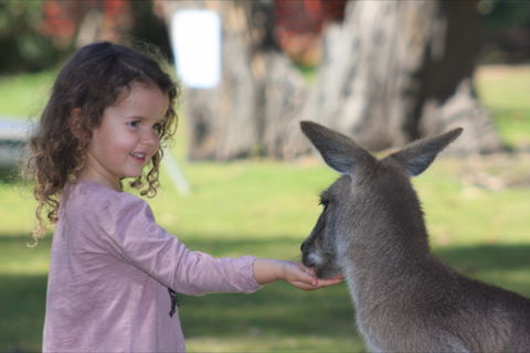 Potoroo Palace Native Animal Sanctuary - New Castle Tourism 1