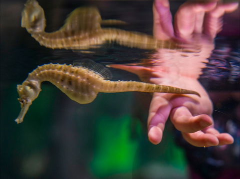 Seahorse World - Newcastle Accommodation 0