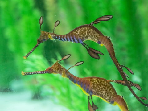 Seahorse World - Newcastle Accommodation 1