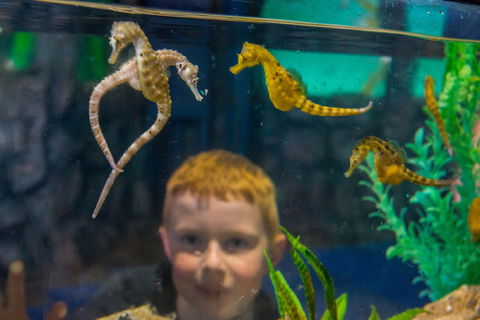 Seahorse World - Newcastle Accommodation 2