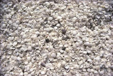 Shell Beach - New Castle Tourism 0