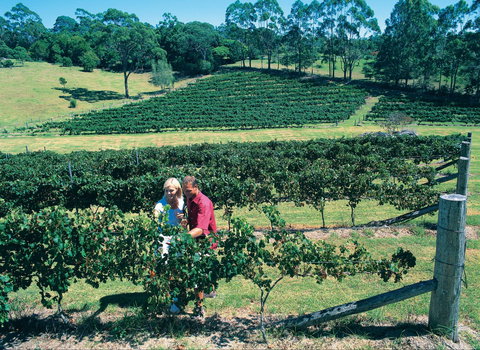 Tamborine Mountain - New Castle Tourism 2