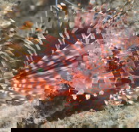 The Seaway Dive Site