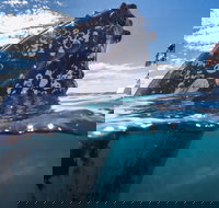 Whale Watching - Newcastle Accommodation