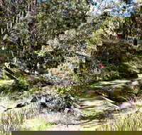 Wollomombi Walking Track - Newcastle Accommodation