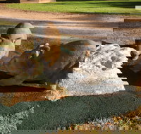 Wombat Statues Moonta