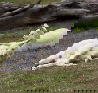 Yarra Valley Nocturnal Zoo