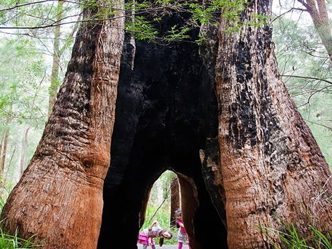 Ancient Empire Walk, Valley Of The Giants - New Castle Tourism 0