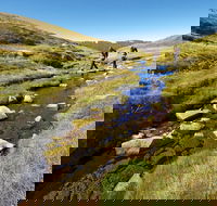 Australian Alps Walking Track - Newcastle Accommodation