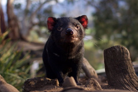 Bonorong Wildlife Sanctuary - Newcastle Accommodation 0