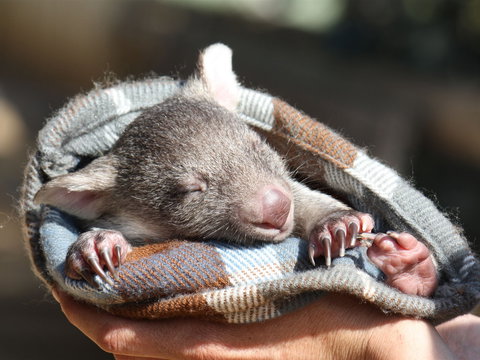 Bonorong Wildlife Sanctuary - Newcastle Accommodation 2