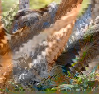 Cleland Wildlife Park