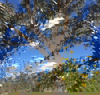 Euroa Arboretum - New Castle Tourism