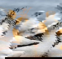 Gannets in Portland - New Castle Tourism