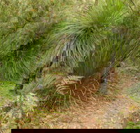Grass Tree Circuit - Newcastle Accommodation