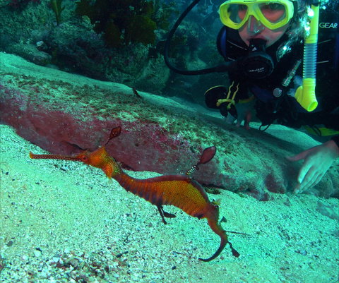 Merimbula Divers Lodge - Newcastle Accommodation 2