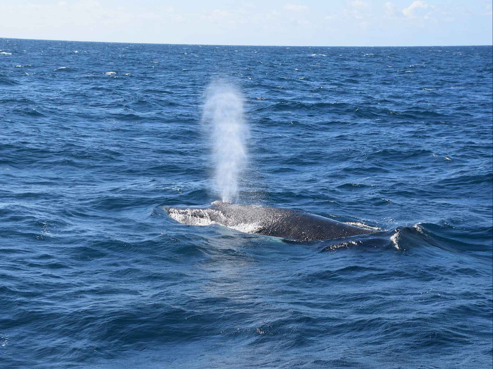 Minyama QLD Newcastle Accommodation