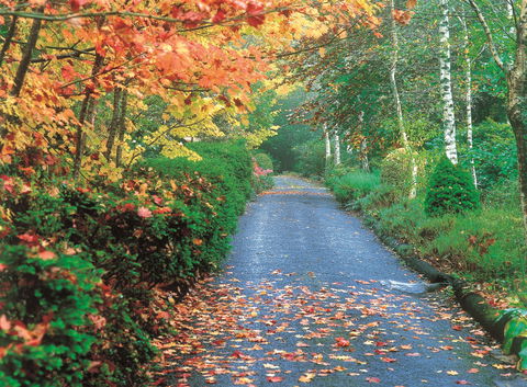 Mount Wilson And Mount Irvine - Newcastle Accommodation 0