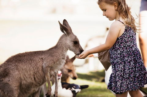 Oakvale Wildlife Park - New Castle Tourism 1