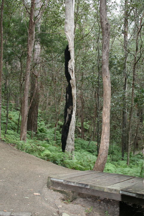 Springwood Conservation Park - Newcastle Accommodation 1