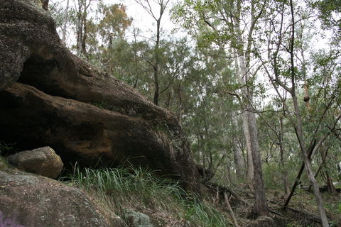 Springwood Conservation Park - Newcastle Accommodation 2