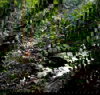 Strickland State Forest - New Castle Tourism
