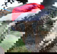 Bream Creek Farmers Market