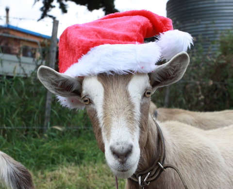 Bream Creek Farmers Market - Newcastle Accommodation 0