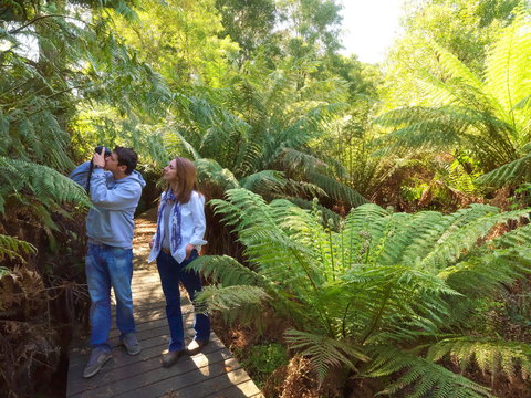 Endeavour Fern Gully Walks - New Castle Tourism 0