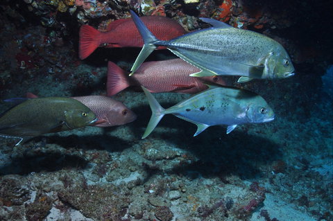 Hiros Cave And The Tubes - Newcastle Accommodation 0