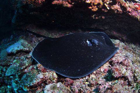 Hiros Cave And The Tubes - Newcastle Accommodation 1