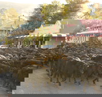 Jugiong - Newcastle Accommodation