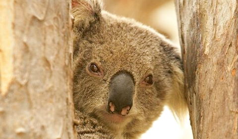 Koala Reserve - New Castle Tourism 0