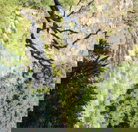 Morans Falls track Lamington National Park