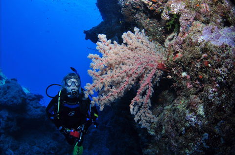 Norman Reef Dive Site - New Castle Tourism 1