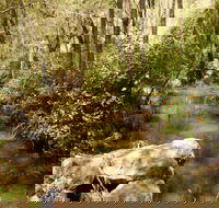 Sandy Creek Track - New Castle Tourism